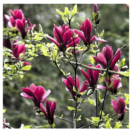 Bíborvörös liliomfa Magnolia liliflora Nigra 50-60 cm