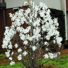Fehér csillagvirágú liliomfa Magnolia Stellata 50-60 cm