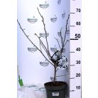 Fehér csillagvirágú liliomfa Magnolia Stellata 50-60 cm