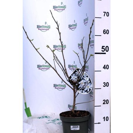 Fehér csillagvirágú liliomfa Magnolia Stellata 50-60 cm