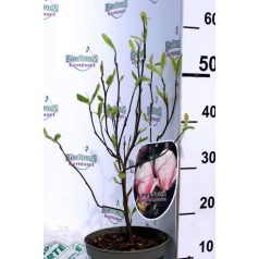 Nagyvirágú Liliomfa Magnolia soulangeana 50-60 cm