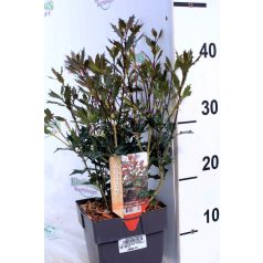   Bronzlevelű  illatcserje Osmanthus heterophyllus Purpureus  20-30 cm