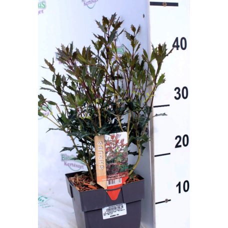 Bronzlevelű  illatcserje Osmanthus heterophyllus Purpureus  20-30 cm