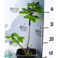 Nagylevelű császárfa Paulownia tomentosa V2