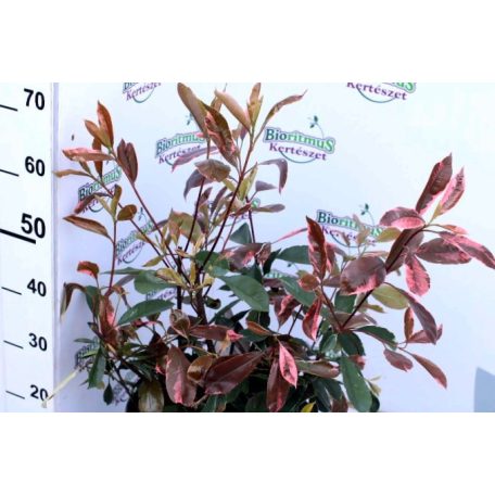 Rózsaszín tarkalevelű korallberkenye Photinia x fraseri 'Pink Marble'  50 cm