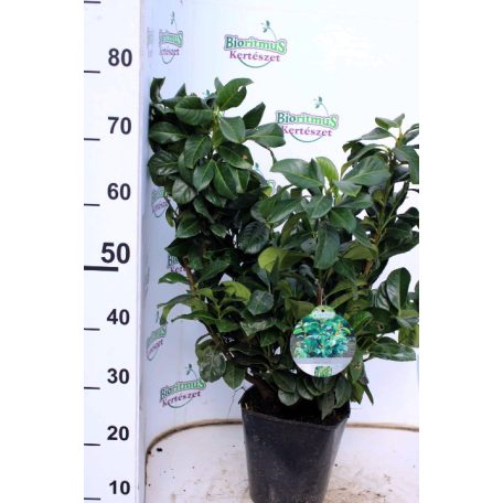 Etna babérmeggy Prunus laurocerasus 'Etna' ('Anbri') '40-50 cm