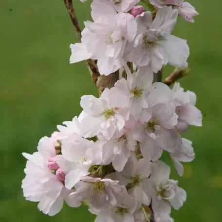 Oszlopos japán díszcseresznye Prunus serrulata 'Amanogawa' 80-100 cm