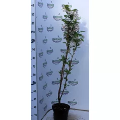   Oszlopos japán díszcseresznye Prunus serrulata 'Amanogawa' 80-100 cm