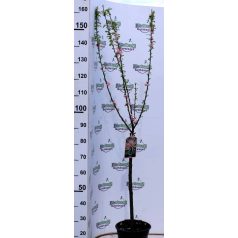 Babarózsa fácska Prunus triloba  stam 60 cm
