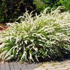   Hamvas gyöngyvessző Spiraea cinerea 'Grefsheim' 30-45 cm