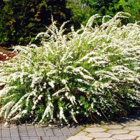Hamvas gyöngyvessző Spiraea cinerea 'Grefsheim' 30-45 cm