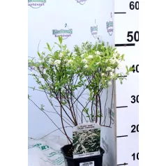   Hamvas gyöngyvessző Spiraea cinerea 'Grefsheim' 30-45 cm
