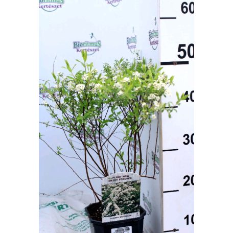 Hamvas gyöngyvessző Spiraea cinerea 'Grefsheim' 30-45 cm