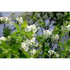 Hamvas gyöngyvessző Spiraea cinerea 'Grefsheim' 30-45 cm