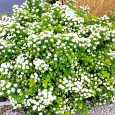   Nyírlevelű gyöngyvessző Spiraea betulifolia 'Tor' 30-45 cm