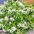 Nyírlevelű gyöngyvessző Spiraea betulifolia 'Tor' 30-45 cm