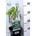 Nyírlevelű gyöngyvessző Spiraea betulifolia 'Tor' 30-45 cm