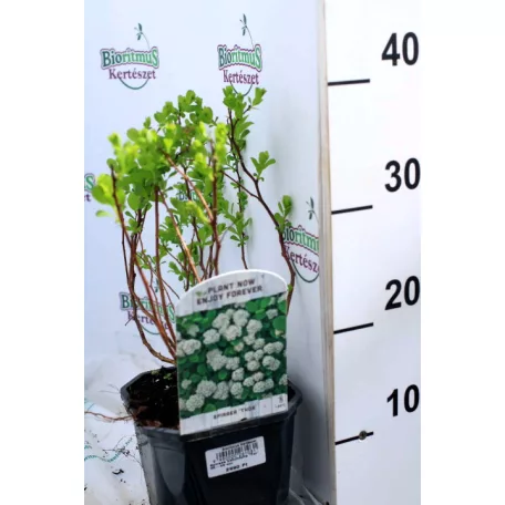 Nyírlevelű gyöngyvessző Spiraea betulifolia 'Tor' 30-45 cm