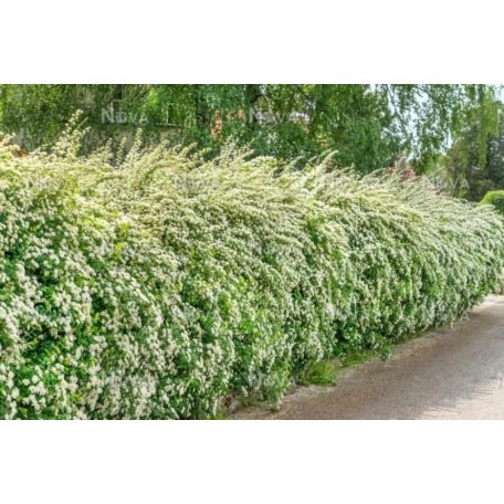Kerti gyöngyvessző Spiraea x vanhouttei 30-45 cm