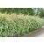 Kerti gyöngyvessző Spiraea x vanhouttei 30-45 cm