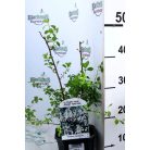 Kerti gyöngyvessző Spiraea x vanhouttei 30-45 cm