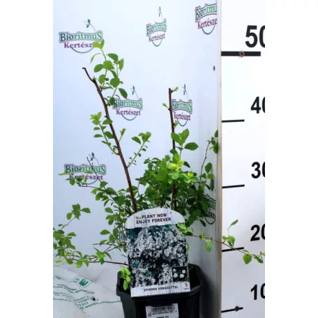 Kerti gyöngyvessző Spiraea x vanhouttei 30-45 cm