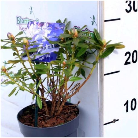 Rhododendron 'Night Sky' 15-20 cm