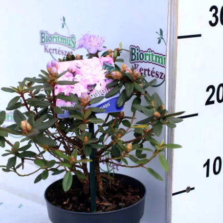 Rhododendron 'Ramapo' 15-20 cm