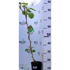 Kivi termős Actinidia deliciosa termős 80 cm