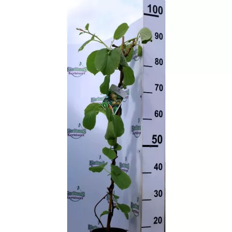 Kivi öntermő Actinidia deliciosa öntermő 80 cm
