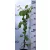 Kivi öntermő Actinidia deliciosa öntermő 80 cm