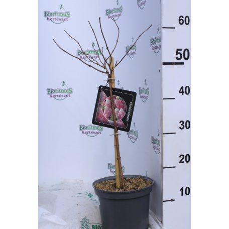 Bugás hortenzia Hydrangea paniculata 'Vanille Fraise'  40-50 cm
