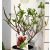 Bugás hortenzia Hydrangea paniculata Fire Light C3