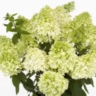 Bugás hortenzia Hydrangea paniculata 'Magical Summer' C3