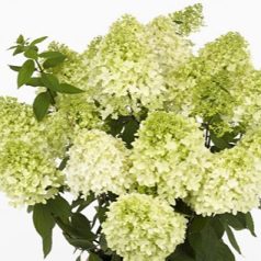   Bugás hortenzia Hydrangea paniculata 'Magical Summer' C3