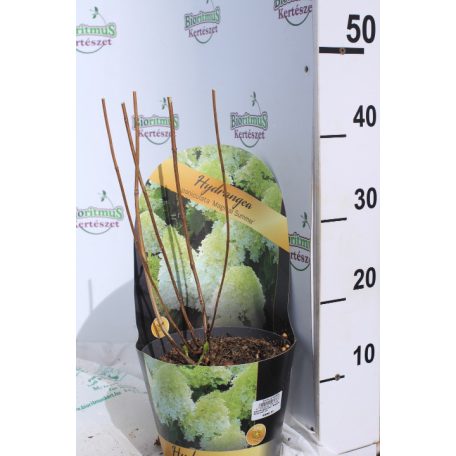 Bugás hortenzia Hydrangea paniculata 'Magical Summer'  C3