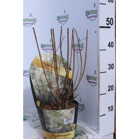 Fehér bugás hortenzia Hydrangea paniculata 'Silver Dollar' C3 lit