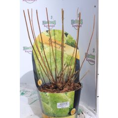   Bugás hortenzia Hydrangea paniculata 'Magical Candle' C3