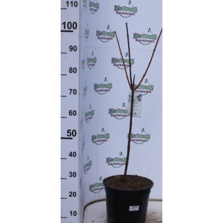 Bugás hortenzia törzses Hydrangea paniculata 'Grandiflora'  50 cm