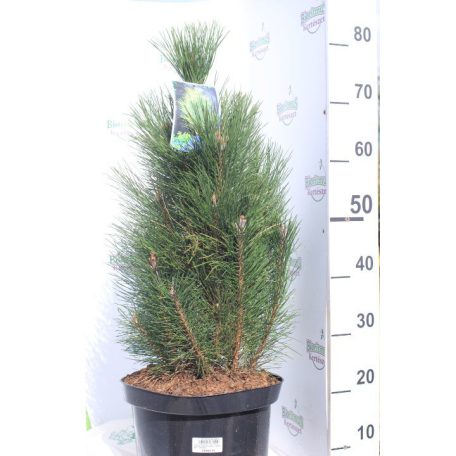 Feketefenyő Green Tower Pinus nigra Green Tower 60-70 cm