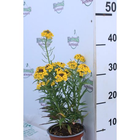 Repcsény Erysimum pulchellum 'Canaries Yellow'  14 cm cserép