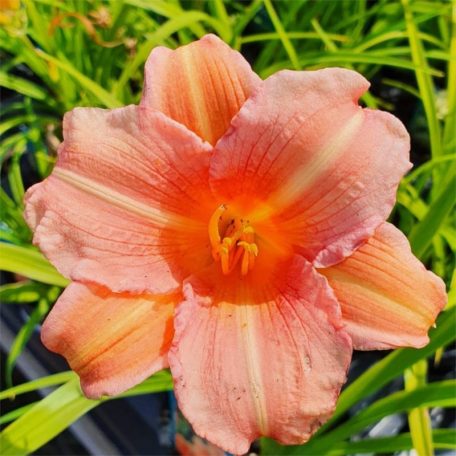 Sásliliom Hemerocallis 'EveryDaylily Pink Wing' 14