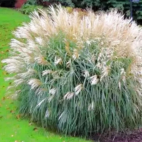 Kínai virágosnád (japánfű) Miscanthus sinensis 'Adagio' 15 cm cserép