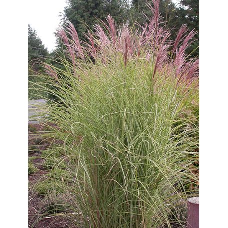 Fehértarka lombú kínai virágosnád Miscanthus sinensis 'Morning Light'  15 cm