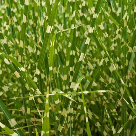 Zebranád, fehércsíkos zebrafű  Miscanthus sinensis 'Strictus'  15 cm cserépben