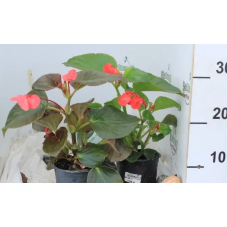 Begónia, Big begónia Begonia semperflorens BIG