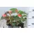 Begónia, Big begónia Begonia semperflorens BIG