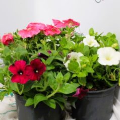 Balkon petúnia 12,5 cm-es cserépben