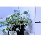 Pázsitszulák Dichondra