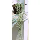 Pázsitszulák Dichondra